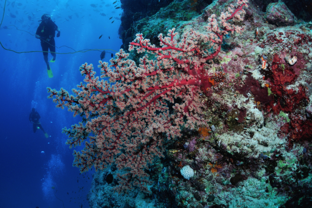 Agincourt Reef