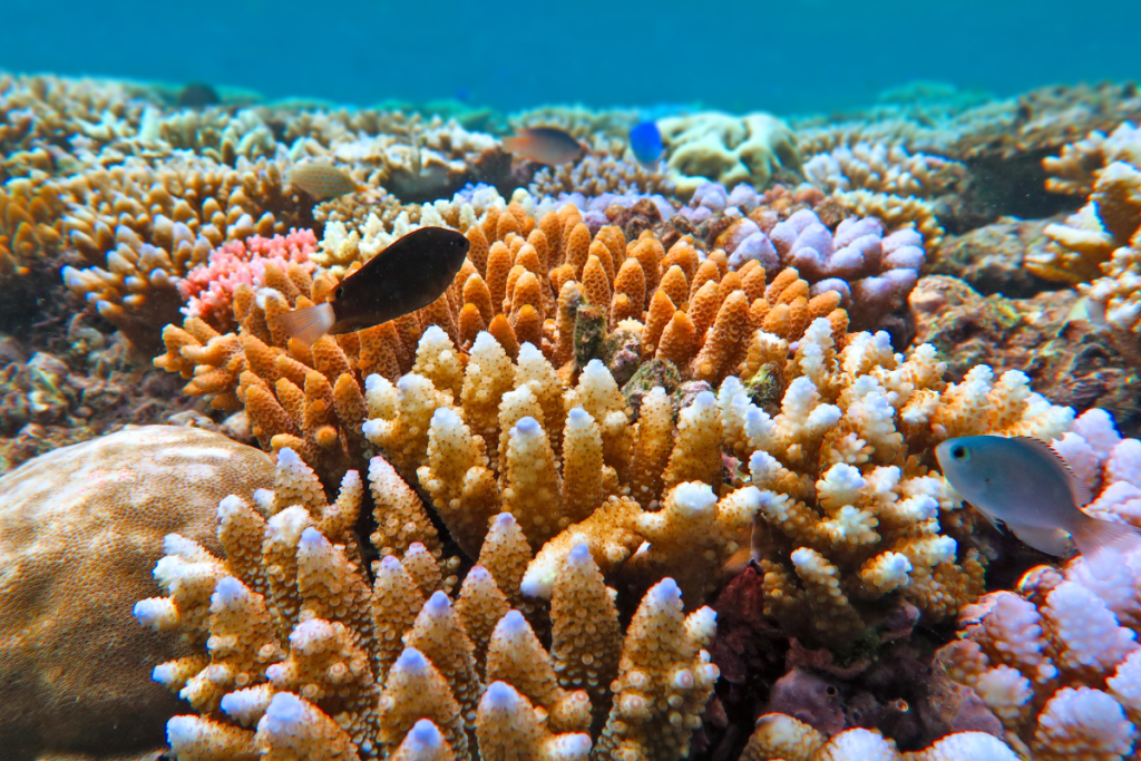 Hastings Reef