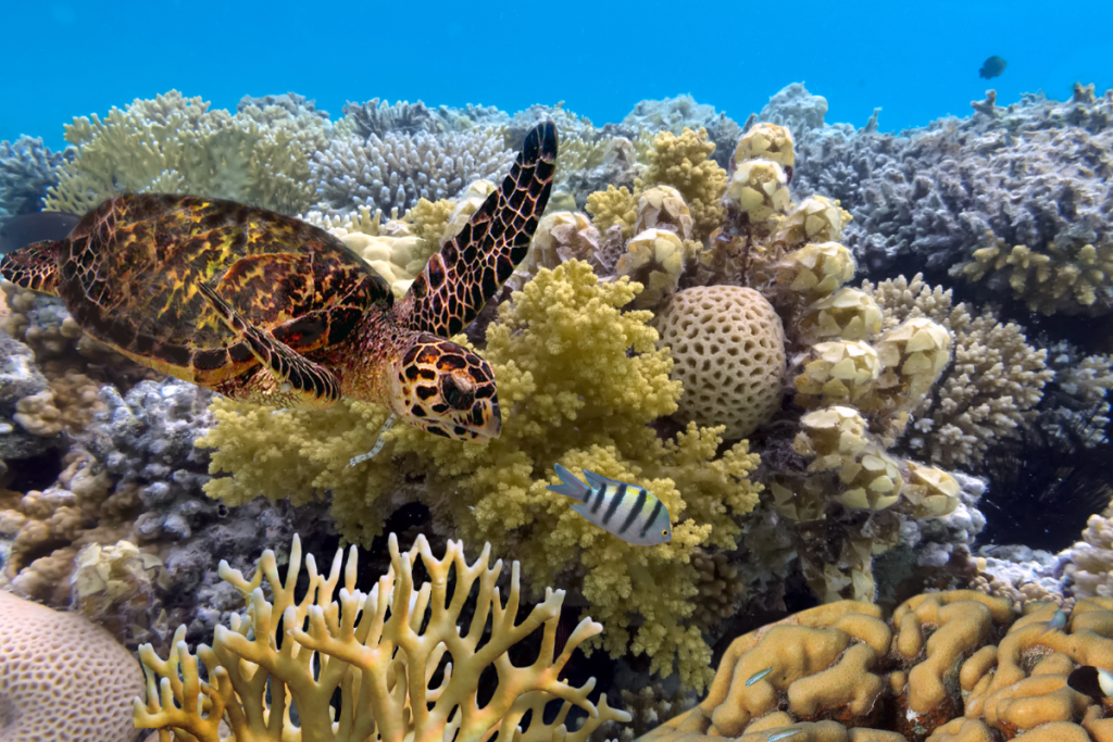 What is the Great Barrier Reef?