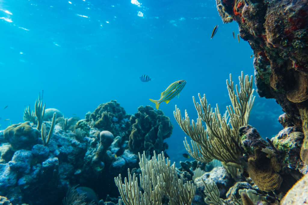 Formation and geology of Great Barrier Reef
