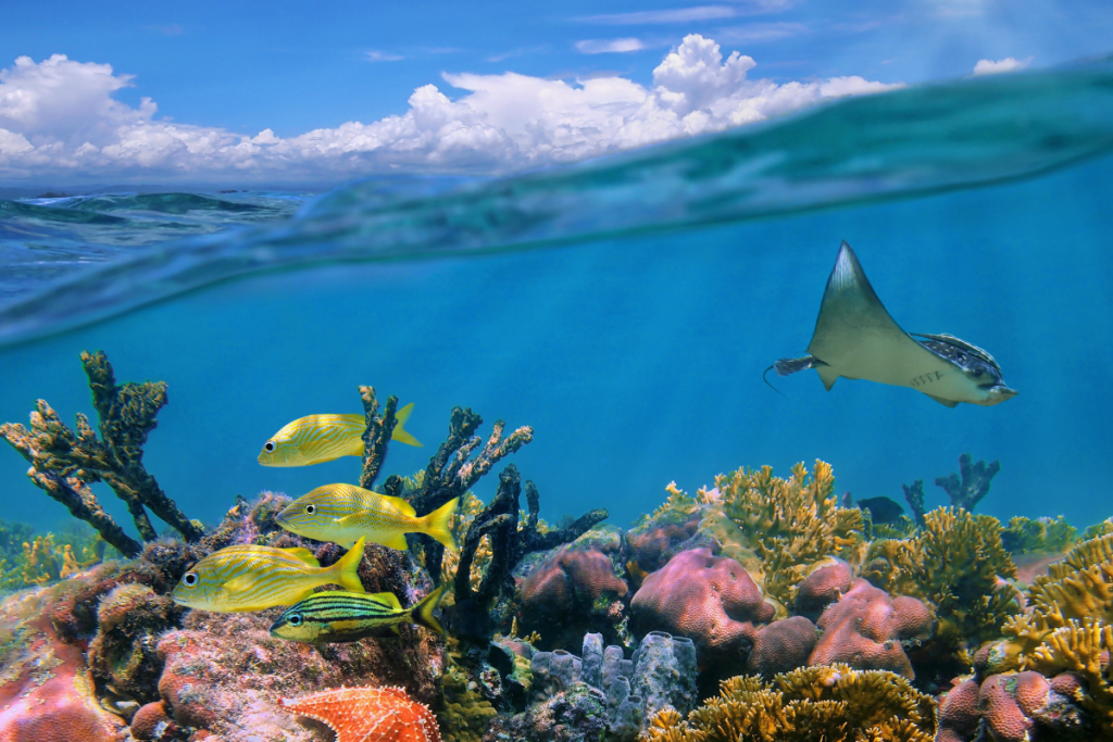 Wildlife and marine life of Great Barrier Reef